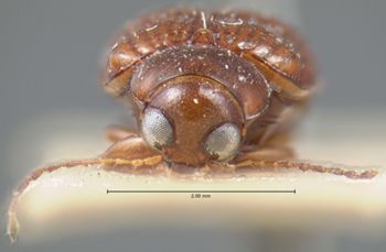 Media type: image; Entomology 9827   Aspect: head frontal view